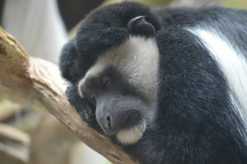 A Colobus Monkey
