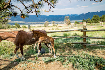 Fototapeta na wymiar Colt Playing in Shade with Mother