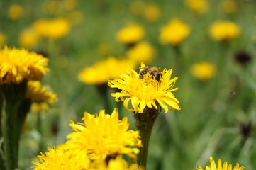 Yellow flowers, bee