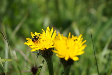 Yellow flowers, bee
