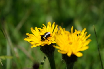 Yellow flowers, bee