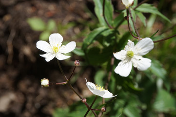 White flowers