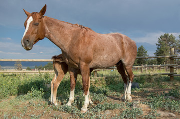 Fototapeta premium Colt Nursing Roan Mother