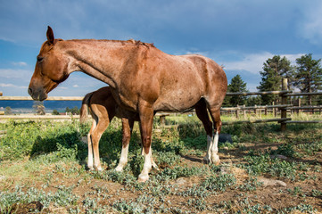 Colt Nursing Roan Mother