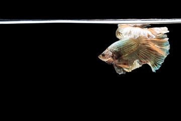 Halfmoon betta beautiful fish. capture the moving moment beautiful of siam betta fish in thailand...