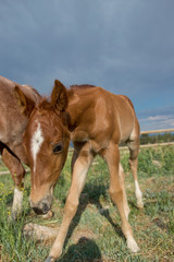 Colt with Mother in Field