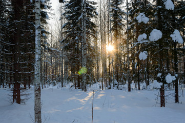 Fototapeta premium Skandinavien winter sunset forest