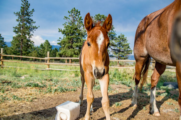 Obraz premium Colt and Mother Grazing in Field