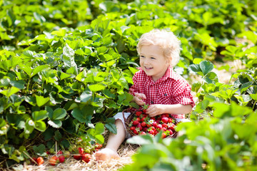 Kids pick strawberry on berry field in summer