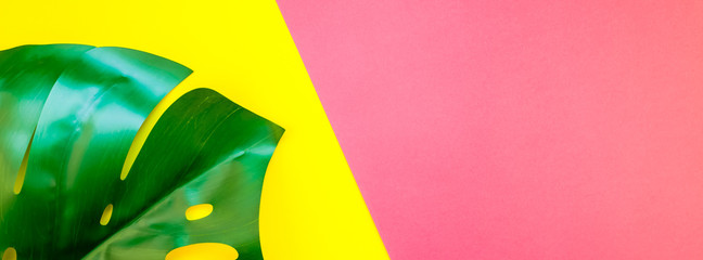 Tropical jungle monstera leaf on bright background