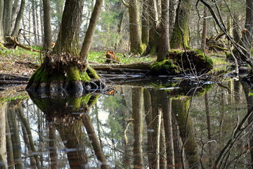 Wasserspiegelung im Teich