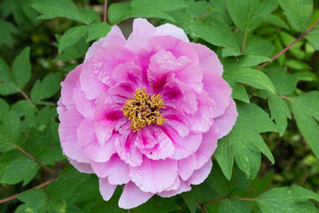 hellrosa Pfingstrosenbl&uuml;te inmitten von Bl&auml;ttern