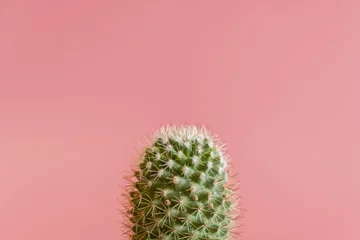 Fotobehang cactus op een roze achtergrond © jollier_