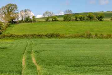 Green fields in the South Downs, with a blue sky overhead