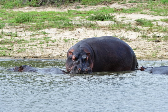 hippo near Transport Dam in Kruger National park in South Africa