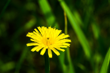 Wiosenne kwiaty w ogrodzie i na łące © Senatorek