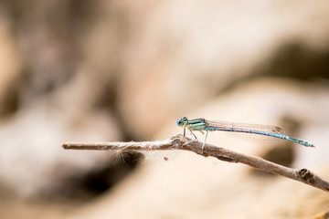 Coenagrion, photo Czech Republic, Europe	