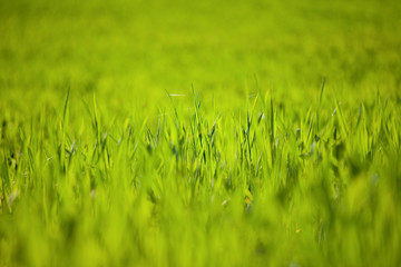 Fond d'herbe, gazon au soleil