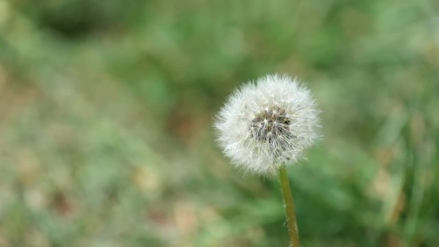 Faded dandelion trembles in the wind (Taraxacum officinale)