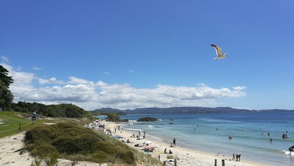 seagull over Terawhanui