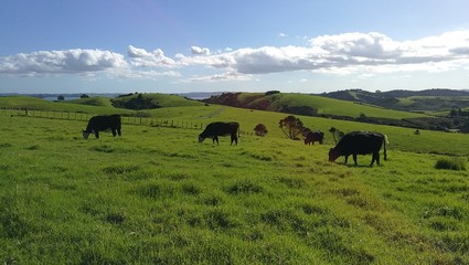 cows grazing