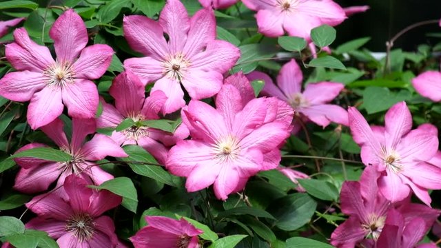 Flowering Clematis. Flies flies over the purple flowers of clematis (Variety Ville de Lyon)