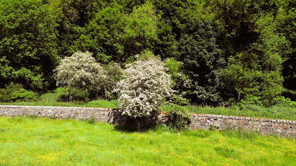 Fototapeta premium A buttercup meadow with stone wall and woodland.