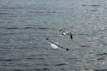 Herring-gulls flying over the sea.