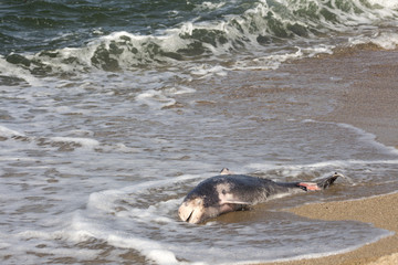 Fototapeta premium Dead dolphin thrown out of the sea waves. On the coast of Southern Black Sea, Bulgaria.