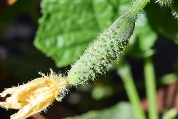 blooming of greenhouse cucumbers