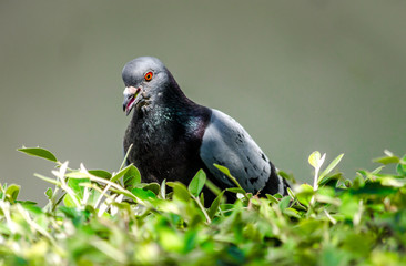 pigeon