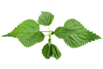 Nettle leaf isolated