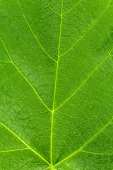 green leaf close-up