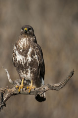 Common buzzard (Buteo buteo)