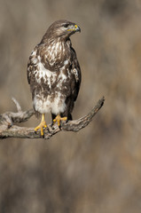Common buzzard (Buteo buteo)