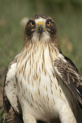Painted eagle, pale morph, Aquila pennata, portrait