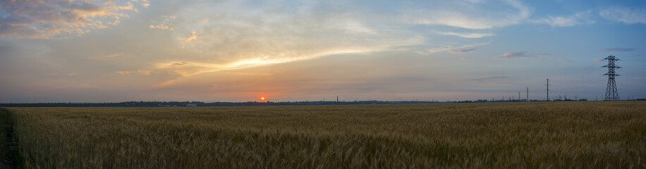 Obraz na płótnie Canvas Panorama, field, wheat, rye, oats or barley and a beautiful sunset on the background of the city. Ukraine.