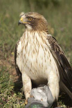Painted eagle, pale morph, Aquila pennata, portrait with prey, pigeon