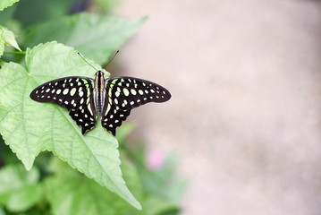 Closeup of a tailed jay butterfly or graphium agamemnon 