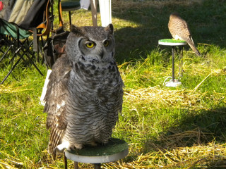 falconry