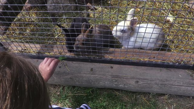 Girl feeding rabbits at outdoor