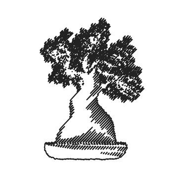 isolated banzai tree