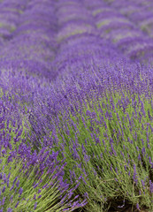 Plakat flourishing fields of lavender.