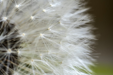 dandelion flower, white fluffy, close-up