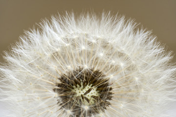 dandelion flower, white fluffy, close-up