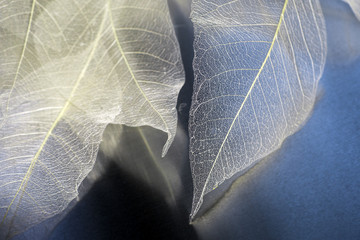 natural blue background, with delicate beautiful transparent openwork skeletons of leaves - obrazy, fototapety, plakaty