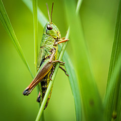 Locust Sitting On Gras