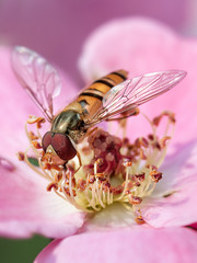 Closeup of a honey bee on a pink wildflower.