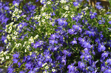 Fototapeta premium Close-up flowers of lobelia