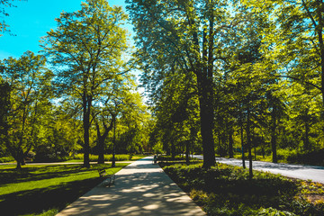 Fototapeta na wymiar beautiful path in a green park